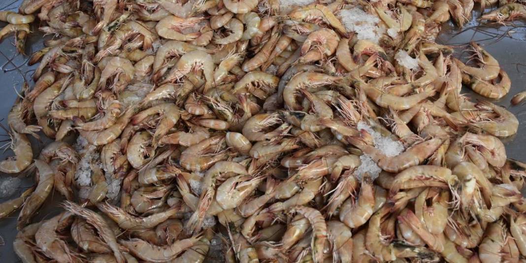 Yurt dışına kasa kasa gidiyor! İtalya, İspanya, Portekiz istiyor: 300 TL’lik fiyattan ürün talebe yetmiyor 5